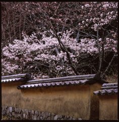 桜　土塀のある風景３