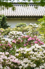 江戸のツツジ２