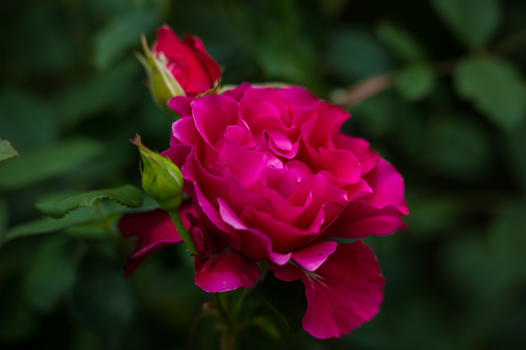 プライベートバラ園５