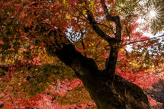 紅葉