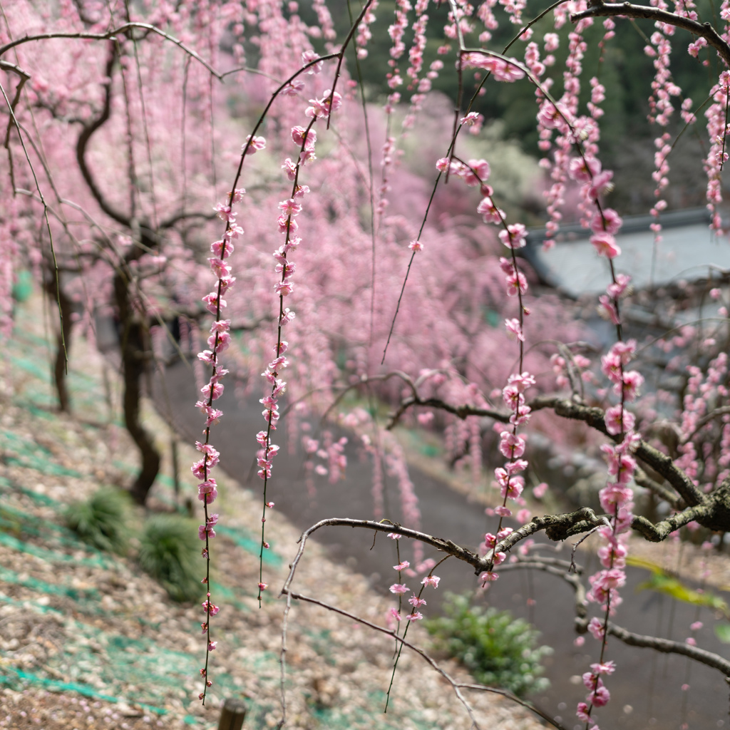 大縣神社