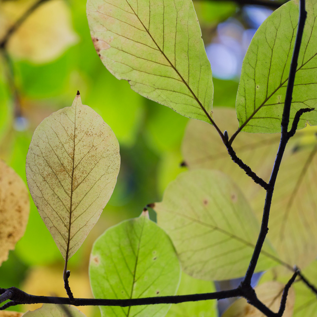 まだ落ちません