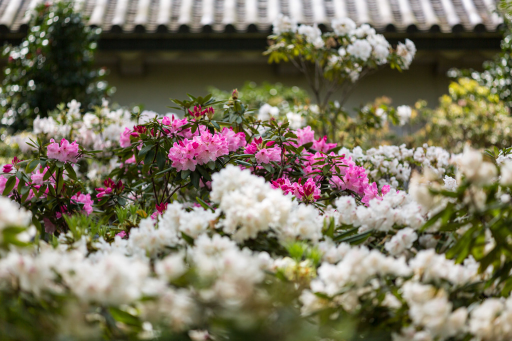 江戸のツツジ３