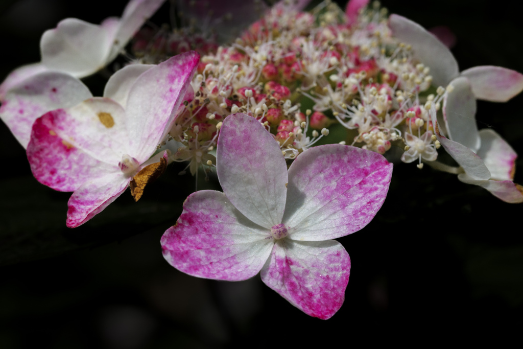 紫陽花