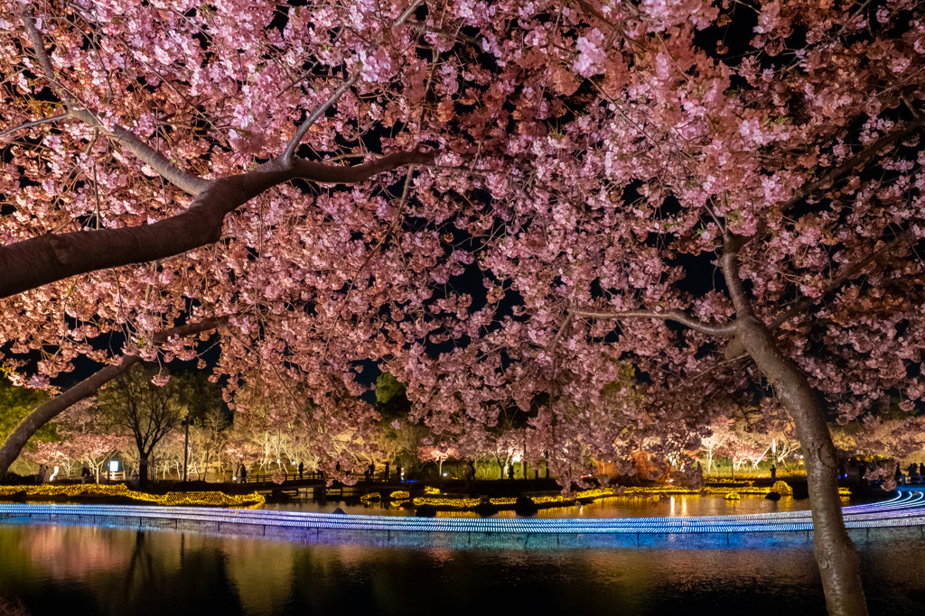 河津桜のカーテン
