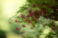 EF200mm F1.8 L USM 4
