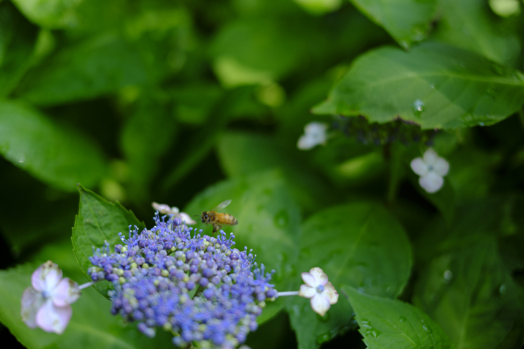 紫陽花にも蜜がある