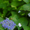 紫陽花にも蜜がある