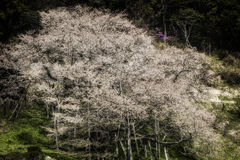 臥龍桜