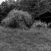 Pavilion