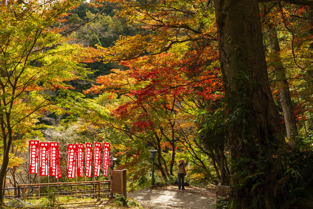 紅葉狩り