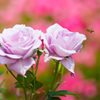 薔薇の誘い　東山動植物園