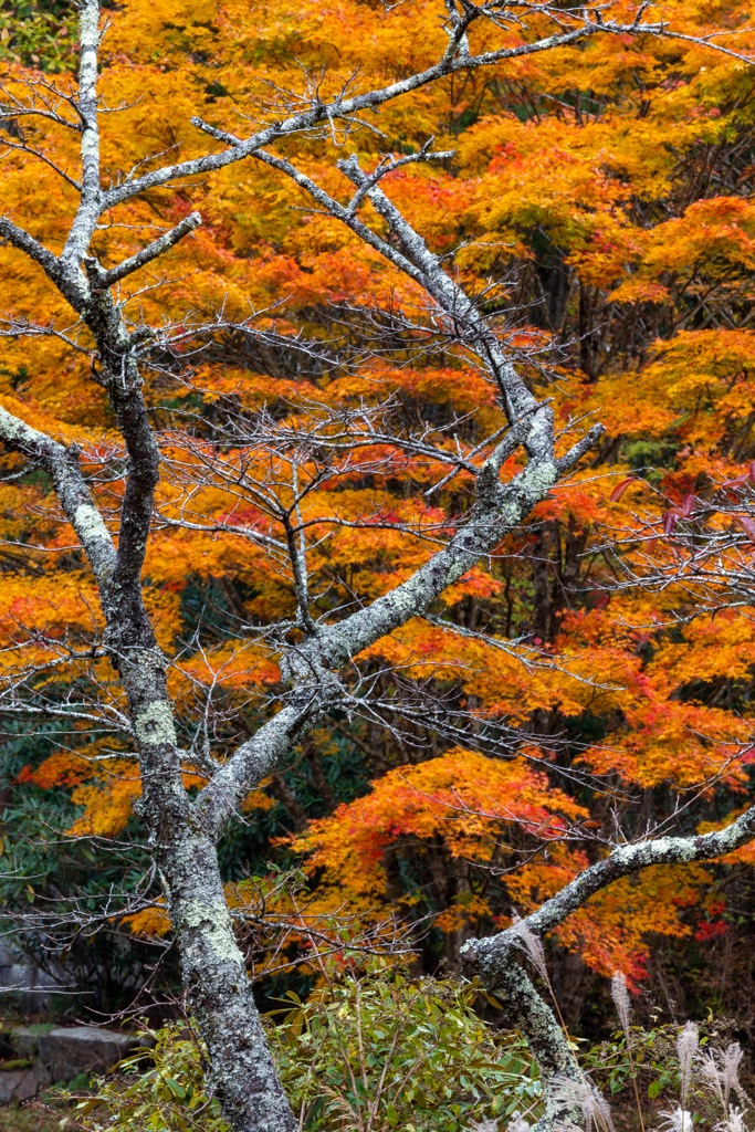 枯れ木も紅葉を拝借