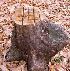 何かに似ている