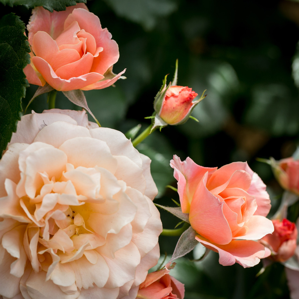 通勤経路の薔薇　４