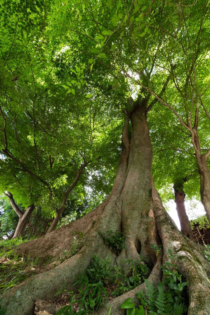 楠の大木