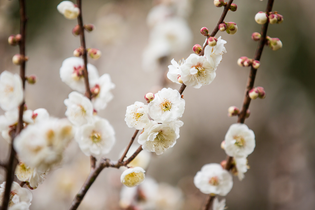 春の花４