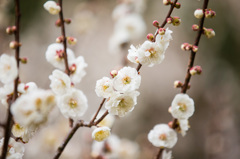 春の花４