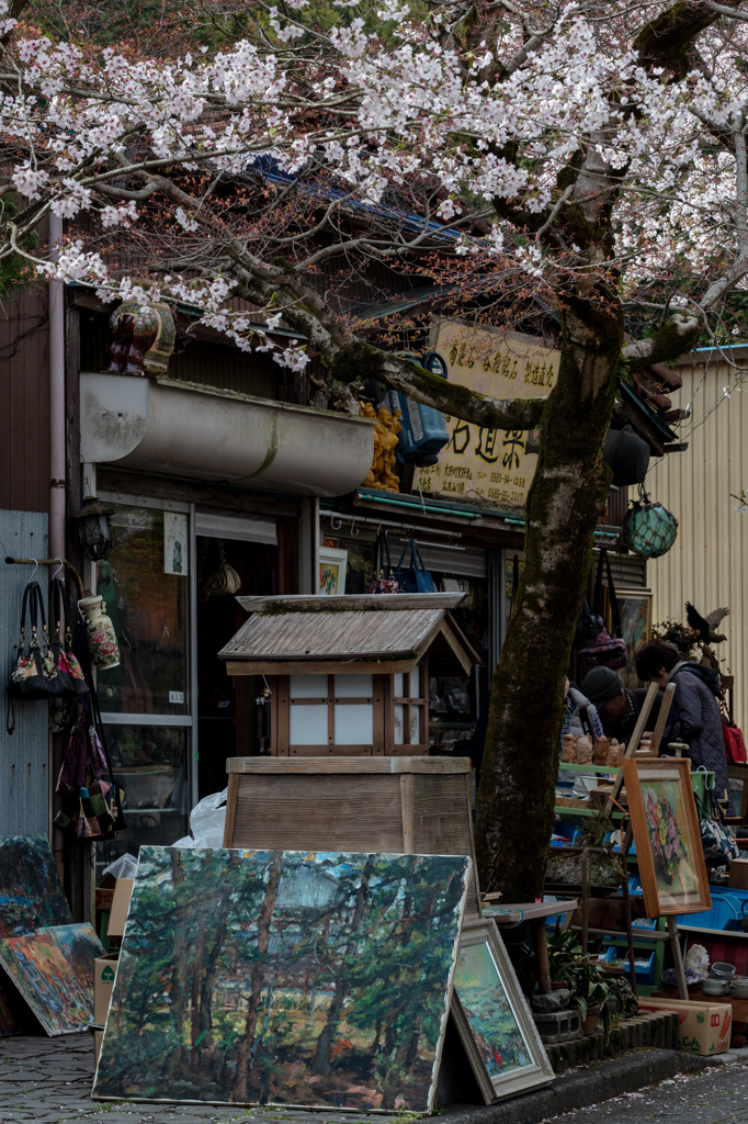 古道具屋にもさくら咲く