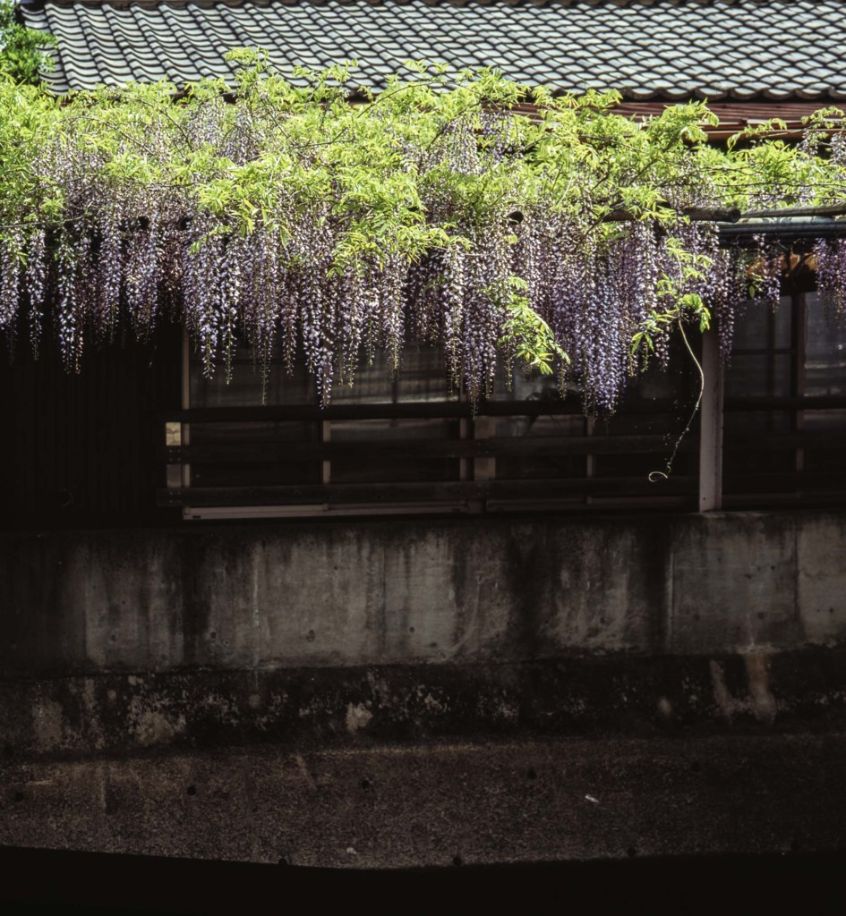 廃屋の藤