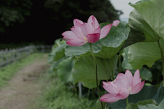 森川花ハス田