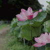 森川花ハス田