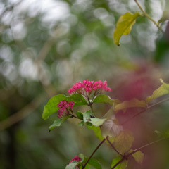 温室の花