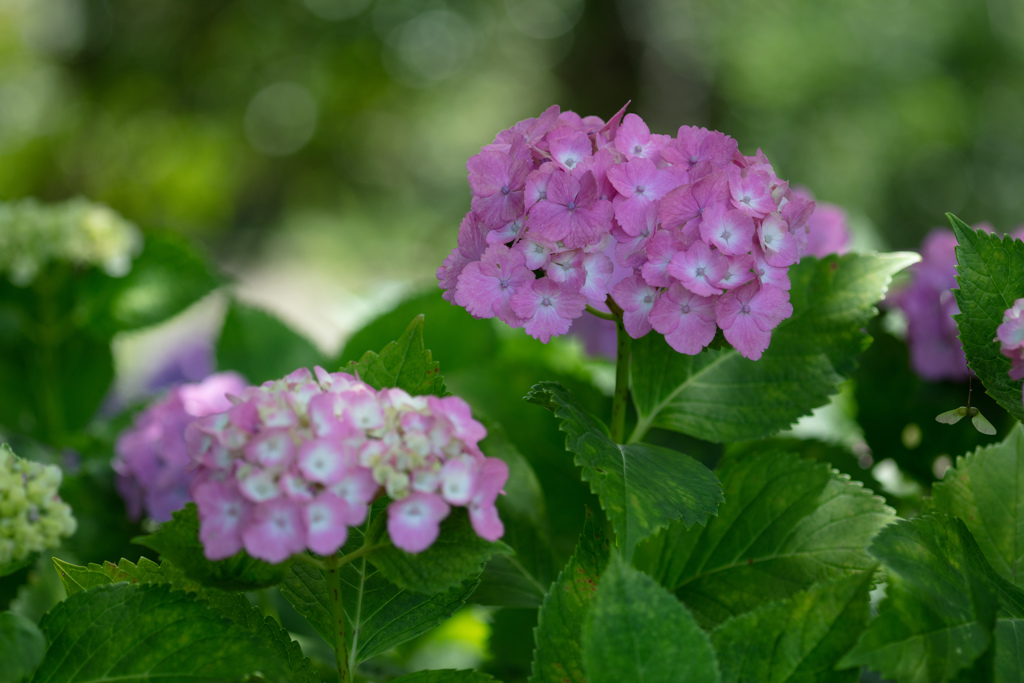 紫陽花