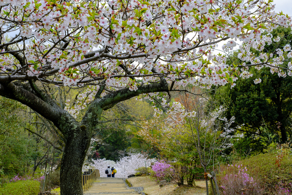 桜