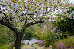 桜