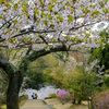 桜