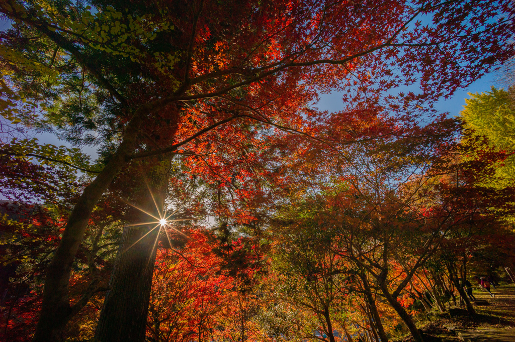 Autumn leaves