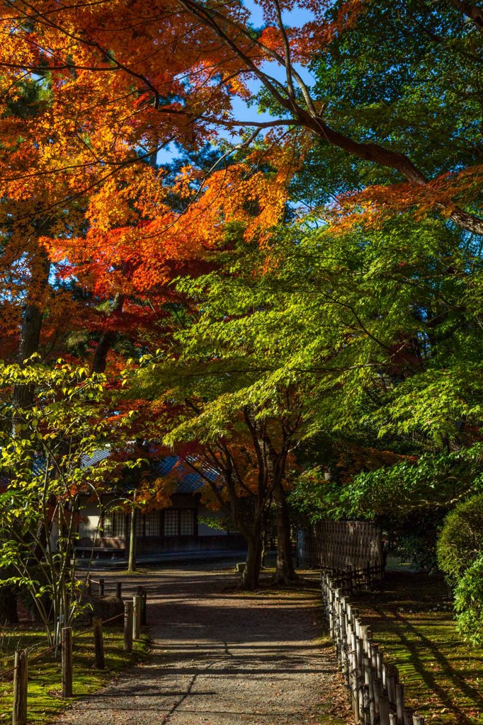 名古屋城紅葉２