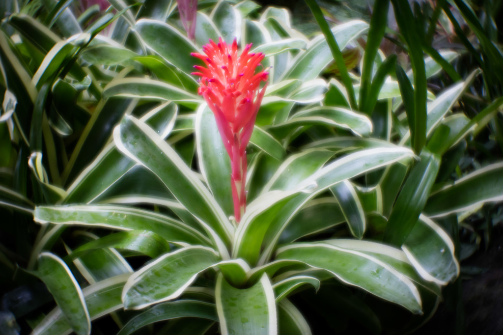 夏の花２