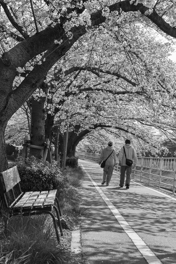 桜トンネル