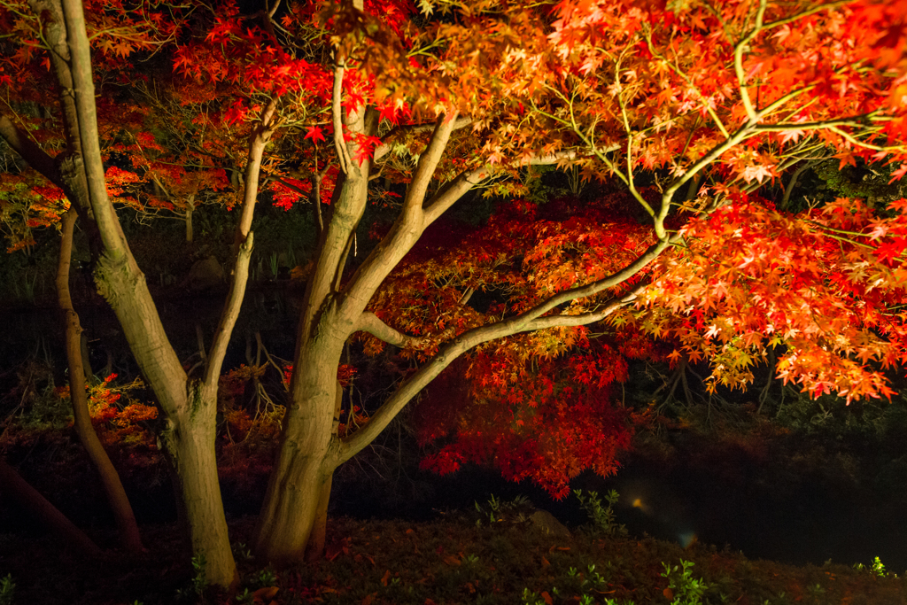 紅葉写り込み