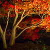 紅葉写り込み