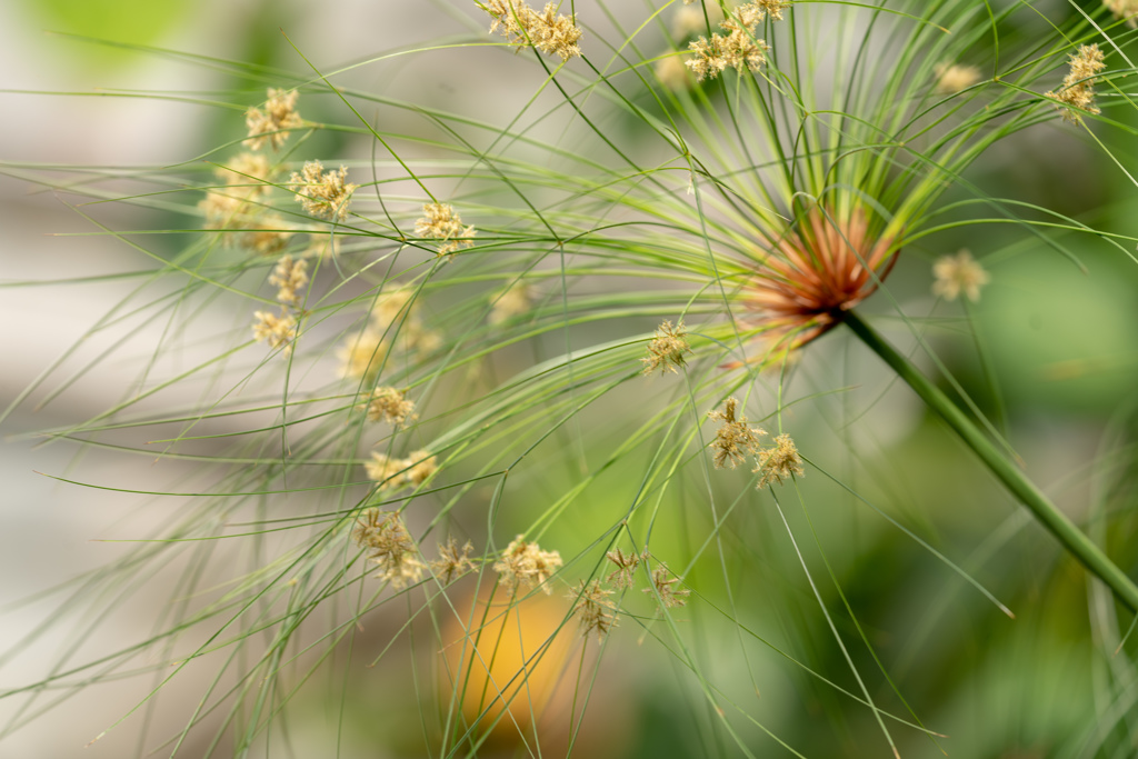 温室の花