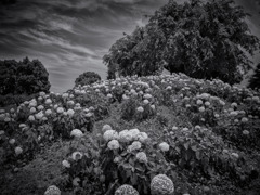 紫陽花の丘