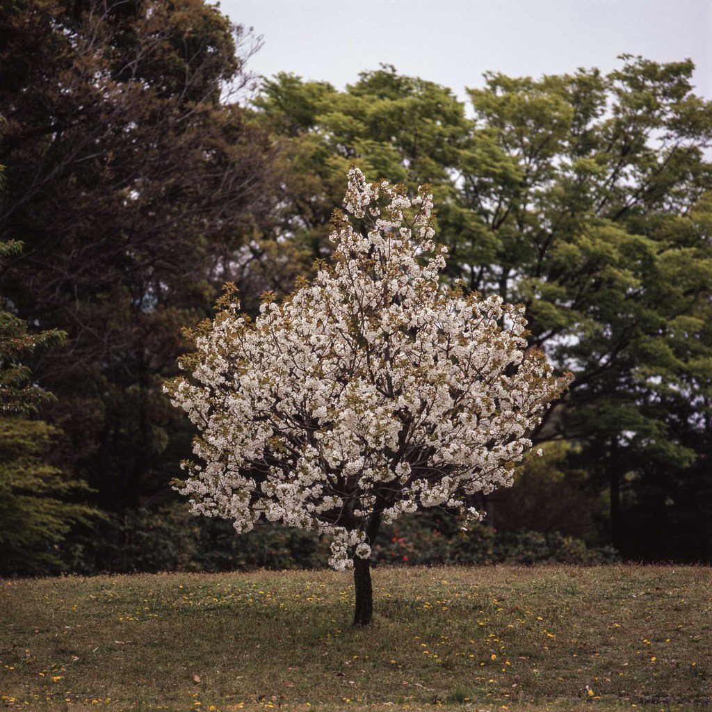 一本桜