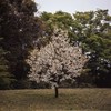 一本桜
