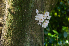 日陰の花