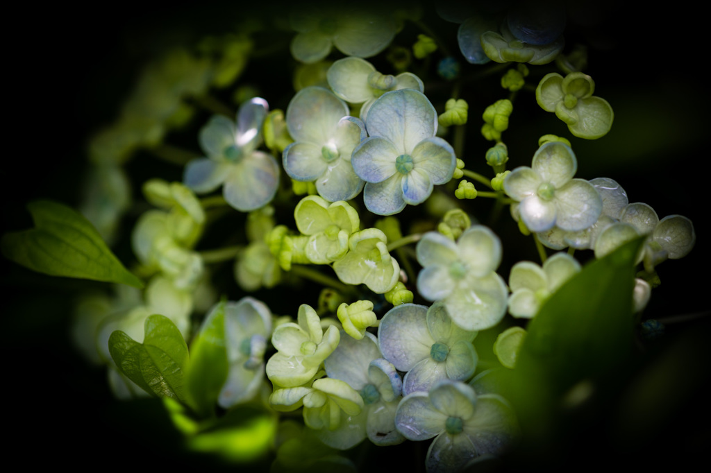 本光寺（あじさい寺）４