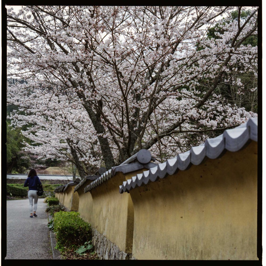 桜　土塀のある風景５