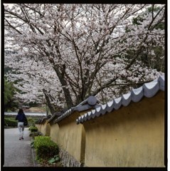 桜　土塀のある風景５