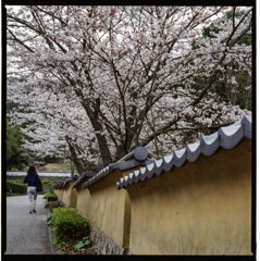 桜　土塀のある風景５
