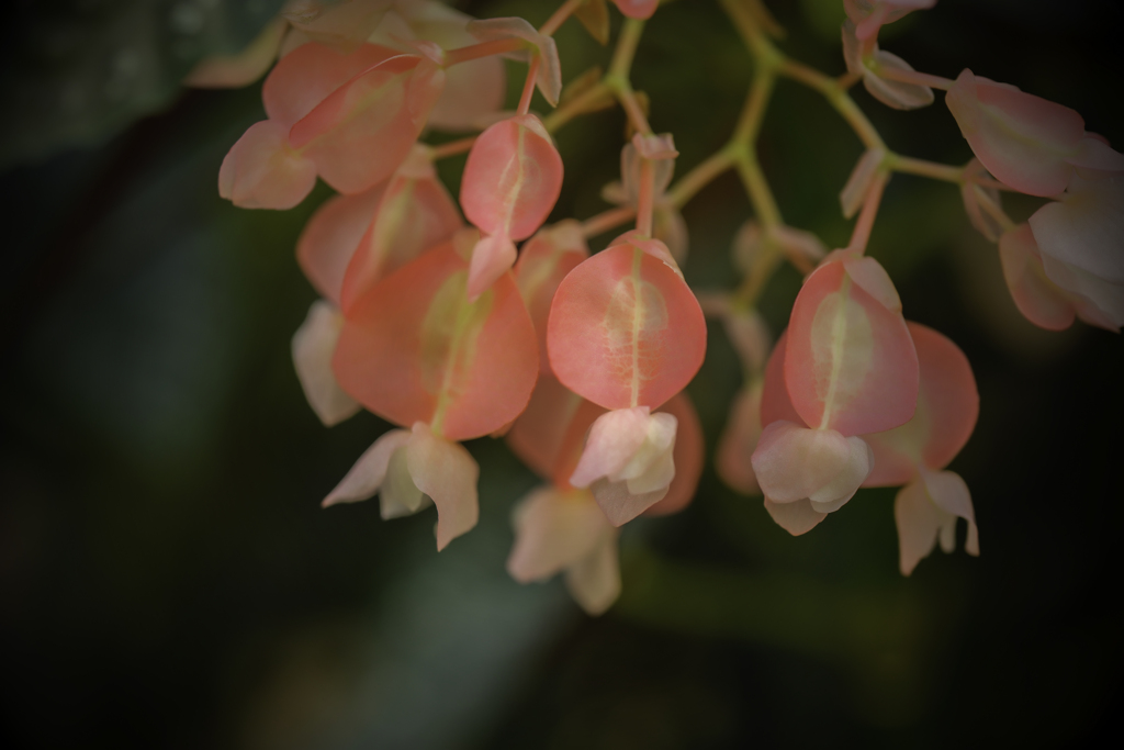 温室の花