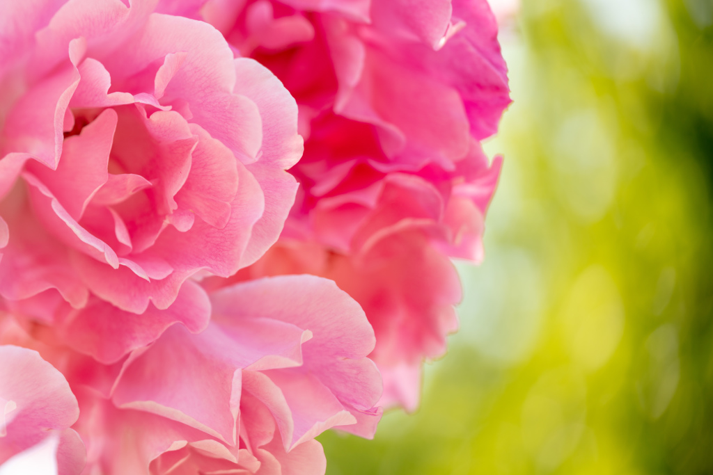 薔薇　鶴舞公園