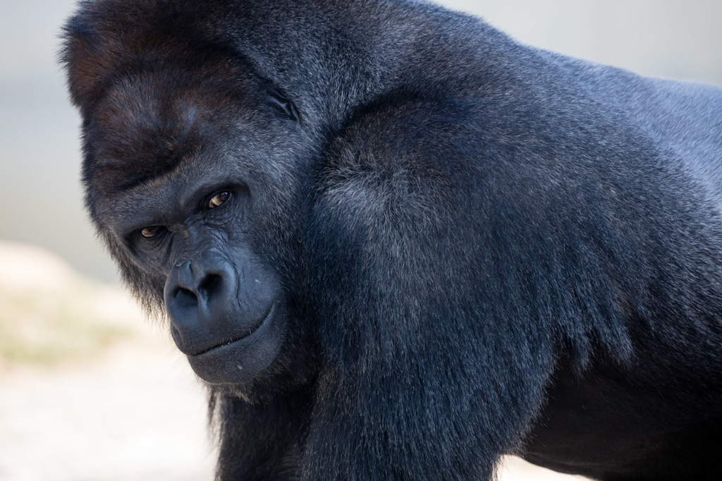 イケメンゴリラ