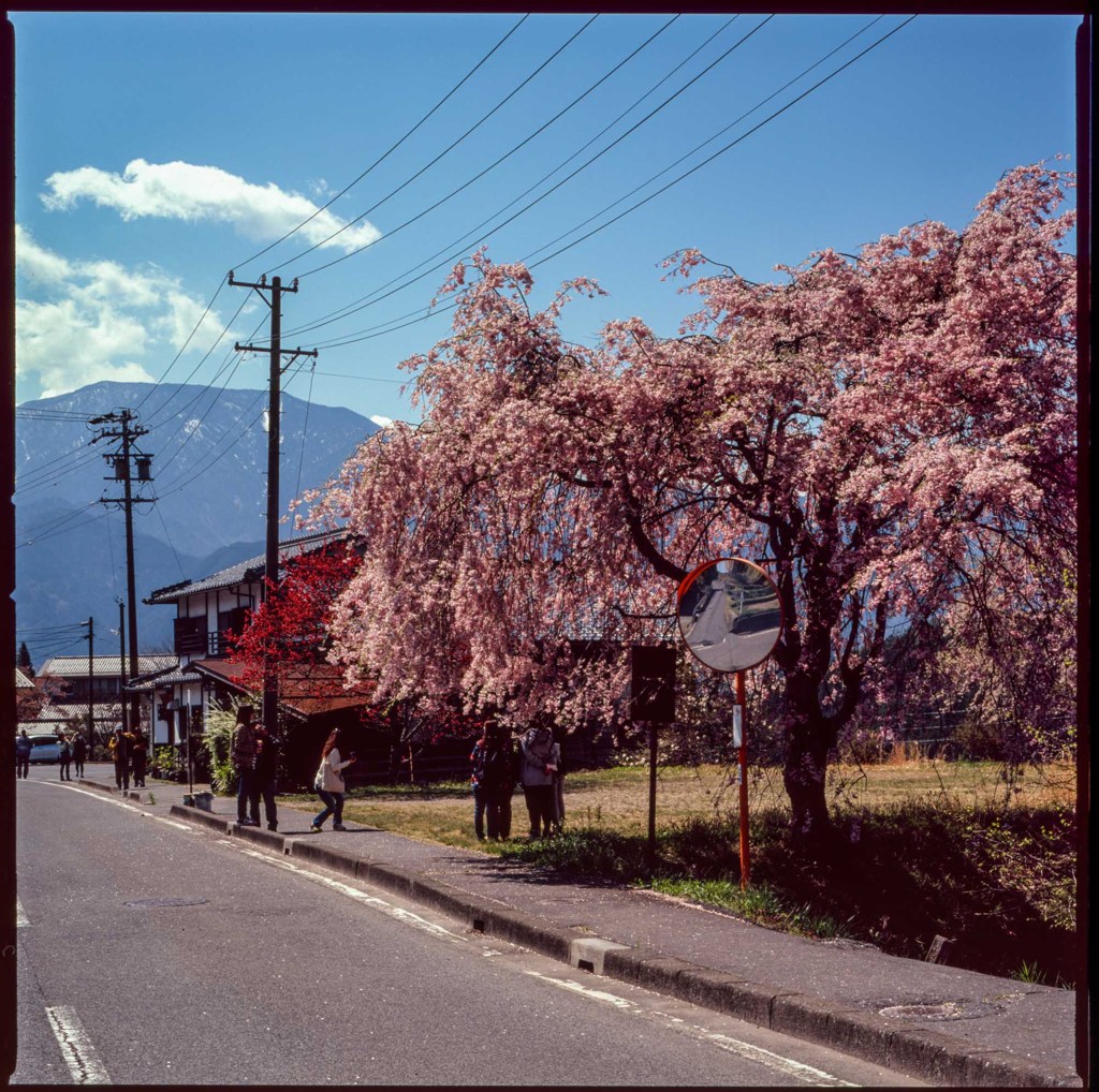馬籠　道ばたのしだれ桜